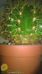 echinocactus