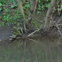поплавок