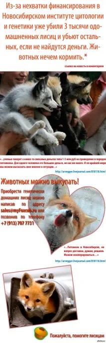 Допоможіть, будь ласка, лисицям ласка