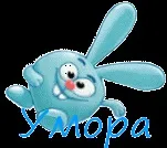 Чарівний, милий йоркширський тер’єр - Гумор, анекдоти, історії історії