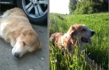 З’явився сайт, де можна знайти чарівного вихованця сайт