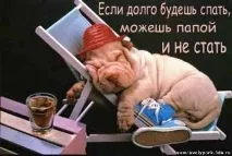 Чарівний, милий йоркширський тер’єр - Гумор, анекдоти, історії йоркширський