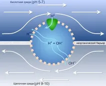Поява та еволюція клітинної мембрани еволюція