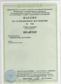 Прайтер – нова вітчизняна порода нова