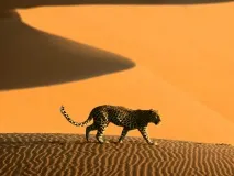 Пустеля Наміб - інформація, фото, опис пустеля