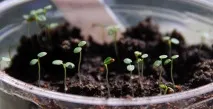 Ремонтантна полуниця обрізка, вирощування та догляд відео-поради вирощування