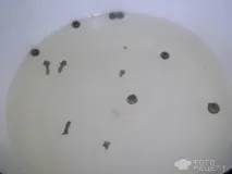 Рецепт Асорті з овочів на зиму, мариноване зиму