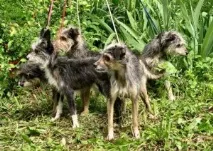 українські породи собак, Секрети домашнього грумінгу породи