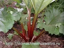 Ревень - вирощування ревеню на городі, Бджільництво вирощування
