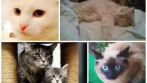 Самарські коти провісник, кішка з сімома пальчиками та двійник Михайла Прохорова самарські