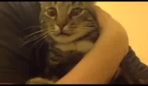 Самарські коти провісник, кішка з сімома пальчиками та двійник Михайла Прохорова самарські
