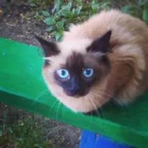 Самарські коти провісник, кішка з сімома пальчиками та двійник Михайла Прохорова провісник