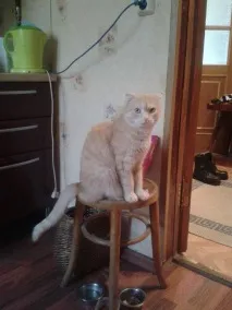 Самарські коти провісник, кішка з сімома пальчиками та двійник Михайла Прохорова самарські