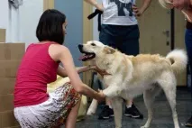 Щаслива історія про те, як вісім цуценят набули сім’ї вісім