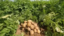 вирощування