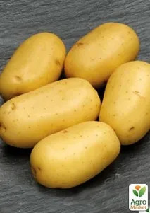 Насіннєва середньостигла картопля - Каррера - (на варіння, 1 репродукція) 1кг - Цибуля, часник, картопля та картопля