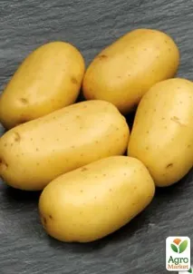 Насіннєва середньостигла картопля - Каррера - (на варіння, 1 репродукція) 1кг - Цибуля, часник, картопля та насіннєва
