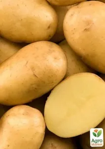 Насіннєва середньостигла картопля - Каррера - (на варіння, 1 репродукція) 1кг - Цибуля, часник, картопля та картопля