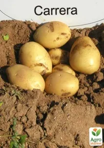 Насіннєва середньостигла картопля - Каррера - (на варіння, 1 репродукція) 1кг - Цибуля, часник, картопля та середньостигла