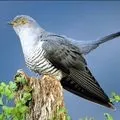 Снайпер - пошук слів за маскою та визначенням, відповіді на сканворди слів