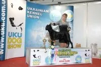 Соціалізація цуценя кане корсо корсо