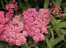 spiraea