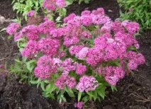 spiraea