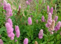 spiraea