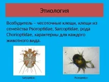 поради
