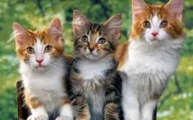 Страхи у котів тому