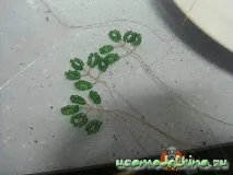 Бонсай, що світиться своїми руками бонсай