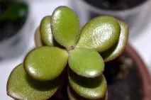 crassula