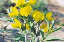 Трава термопсису з содою 7 інструкція застосування трава