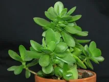 crassula