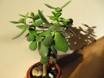 crassula