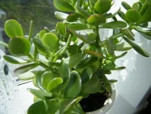 crassula