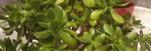 crassula