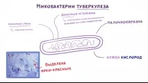 туберкулоза