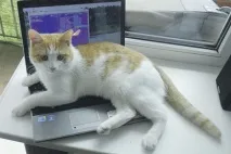 Три котушки, три коти Олександр
