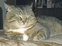 Три котушки, три коти котушки
