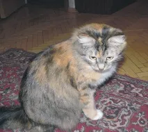 Три котушки, три коти котушки