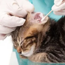 У кота у вухах коричневий бруд норма чи ні коричневий