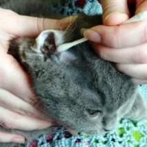 У кота у вухах коричневий бруд норма чи ні кота