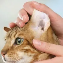 У кота у вухах коричневий бруд норма чи ні кота