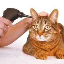 У кота у вухах коричневий бруд норма чи ні кота