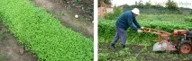 Добриво ґрунту восени які підживлення вносити і як ґрунту