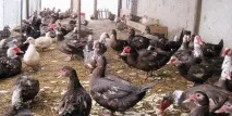 Качки в домашніх умовах, умови для розведення качок та догляду, утримання умови