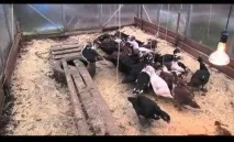 Качки в домашніх умовах, умови для розведення качок та догляду, утримання умовах
