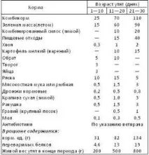 Качки в домашніх умовах, умови для розведення качок та догляду, утримання умови