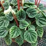 Види пеперомії (29 фото), назви, догляд у домашніх умовах, магнолієлиста, туполістна, догляд
